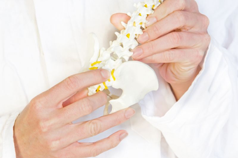 Schmuckbild: zwei Hände einer Person in weißem Kittel halten ein Modell von Beckenknochen und Wirbelsäule; verlinkt zur 'Sektion Orthopädie'