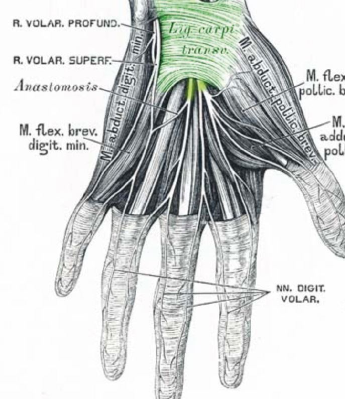 anatomische Zeichnung von Muskeln und Nerven der Hand und der Finger