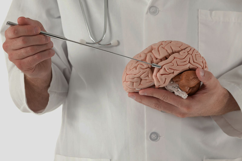 Schmuckbild: ein Arzt zeigt mit einem Zeigestab etwas auf einem Modell des Gehirns; verlinkt zum 'Multiple-Sklerose-Zentrum'